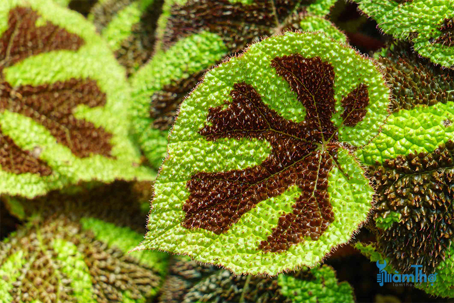 Thu hải đường lá lông có hình dạng lá và màu sắc độc đáo