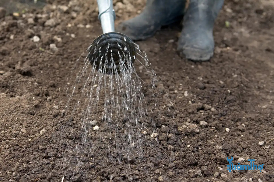 Tưới nhẹ để làm ẩm đất trước khi gieo hạt