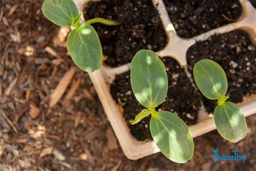 Cách gieo hạt thành công trong nhà để giúp cây khởi đầu tốt
