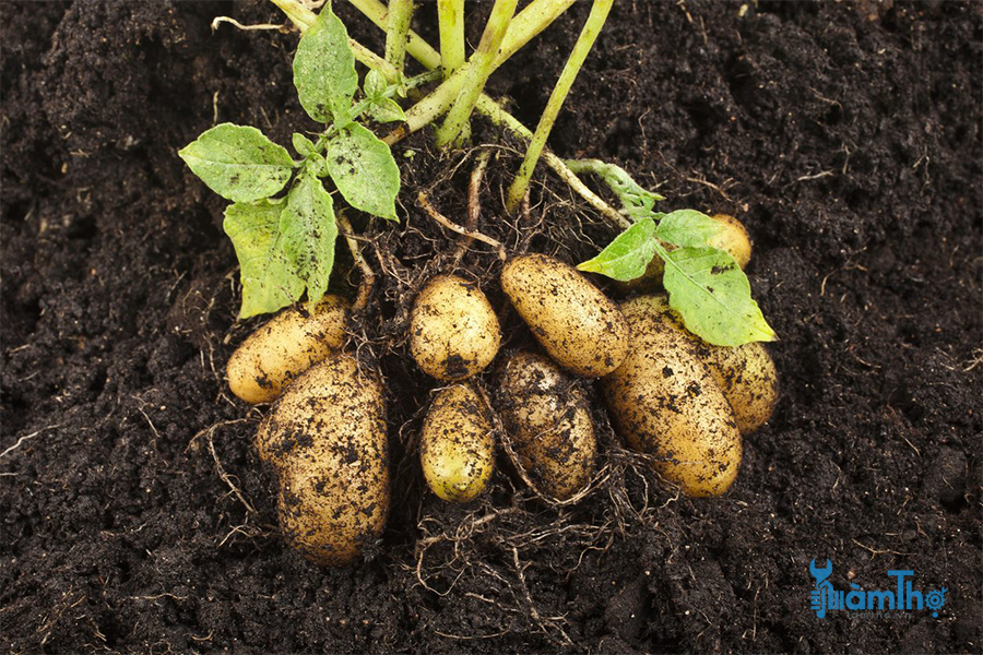 Không nên trồng khoai tây cùng với bí ngòi xanh