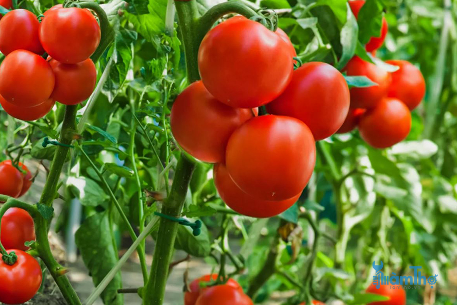 Top 10 bí kíp giúp bạn trồng cà chua ngon nhất