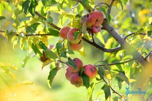 Một số lý do khiến cây táo bị rụng quả sớm