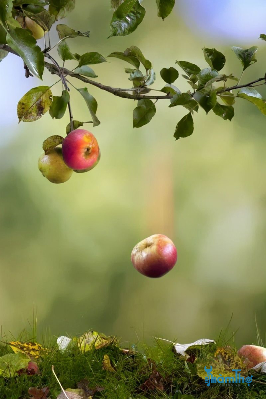 Một số lý do khiến cây táo bị rụng quả sớm