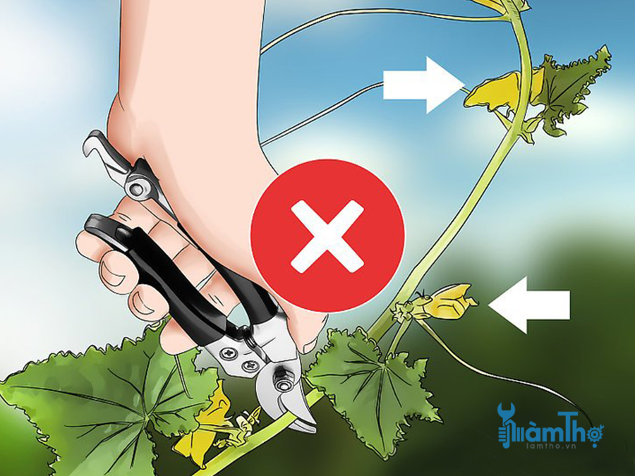 Tránh cắt bỏ lá hoặc hoa của cây.