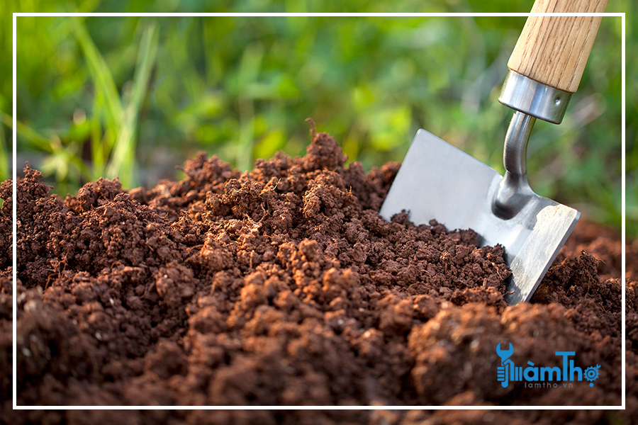 Đất tơi xốp đặc biệt quan trọng trong quá trình phát triển của rễ củ.