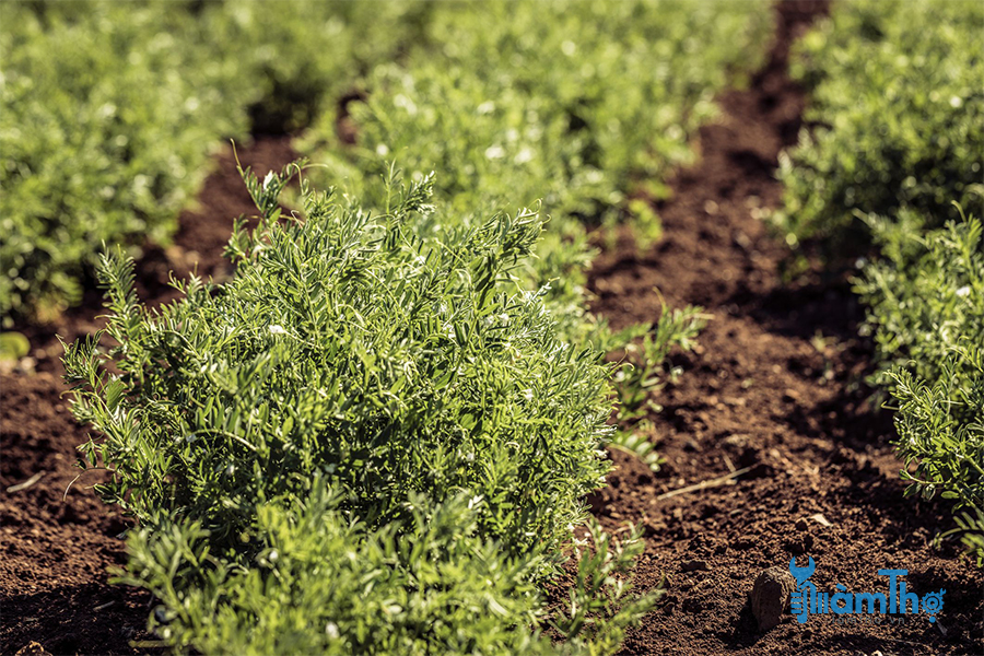 Cách trồng đậu lăng từ hạt giống thu hoạch sau 80 ngày