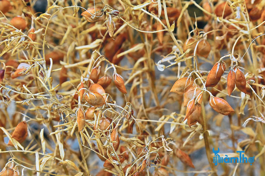 Thu hoạch đậu lăng khi vỏ dưới có màu nâu để sử dụng dưới dạng hạt khô.
