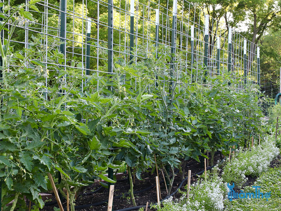 Cách trồng và chăm sóc cà chua Beef thu hoạch liền tay