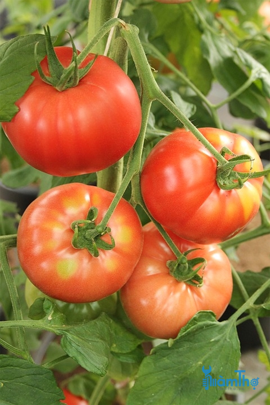 Cách trồng và chăm sóc cà chua Beef thu hoạch liền tay