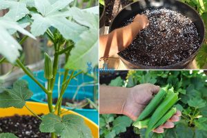 Cách trồng đậu bắp trong chậu thu hoạch liền tay