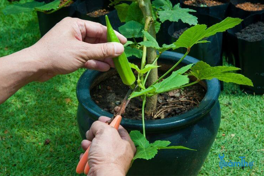 Cách trồng đậu bắp trong chậu