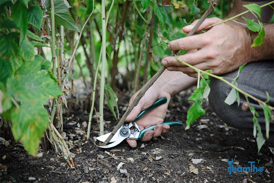 Cách cắt tỉa cây mâm xôi đậu quả mùa hè