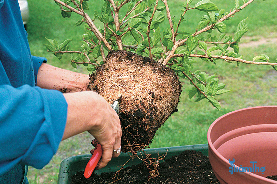 Cắt tỉa bộ rễ cho cây trồng trong chậu