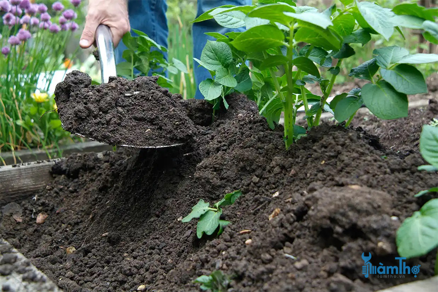 Xới đất cho khoai tây là một thực tế phổ biến khi phát triển khoai tây