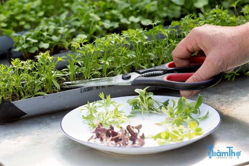 Cách trồng rau mầm Microgreens chỉ trong 2 bước