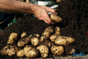 Cách trồng khoai tây trong túi ủ thu hoạch thành công