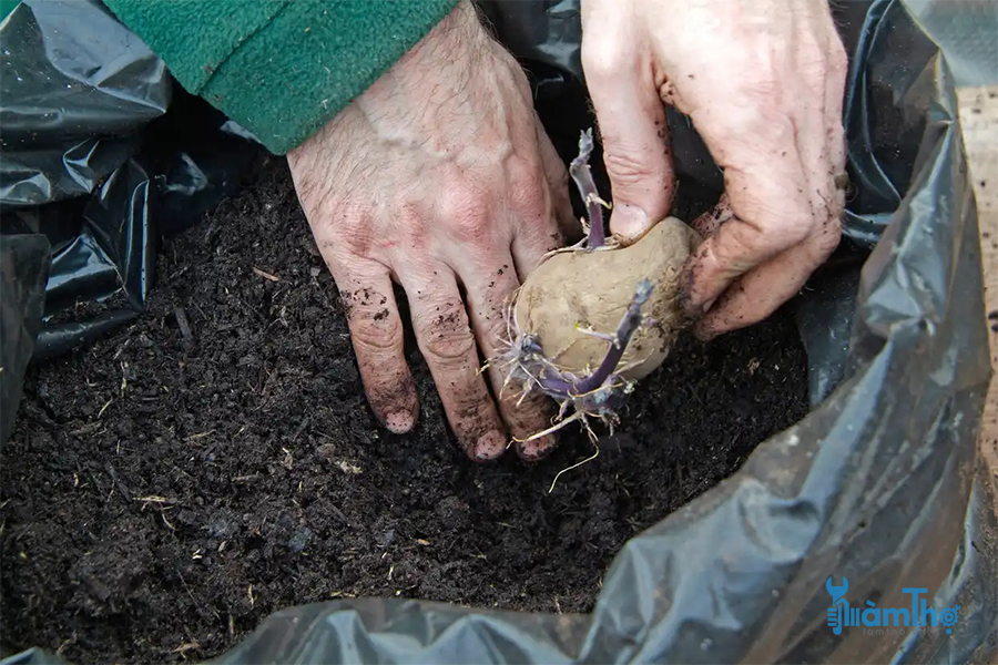- Bước 3  Chôn củ khoai tây trong đất trồng