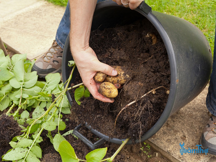 Cách trồng khoai tây trong túi ủ thu hoạch thành công