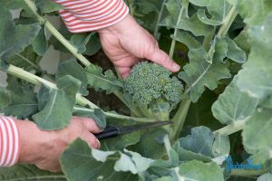 Cách trồng bông cải xanh từ hạt giống thu hoạch thành công