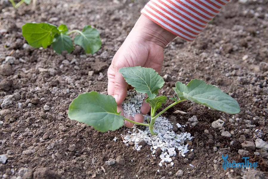 Cách trồng bông cải xanh từ hạt giống thu hoạch thành công