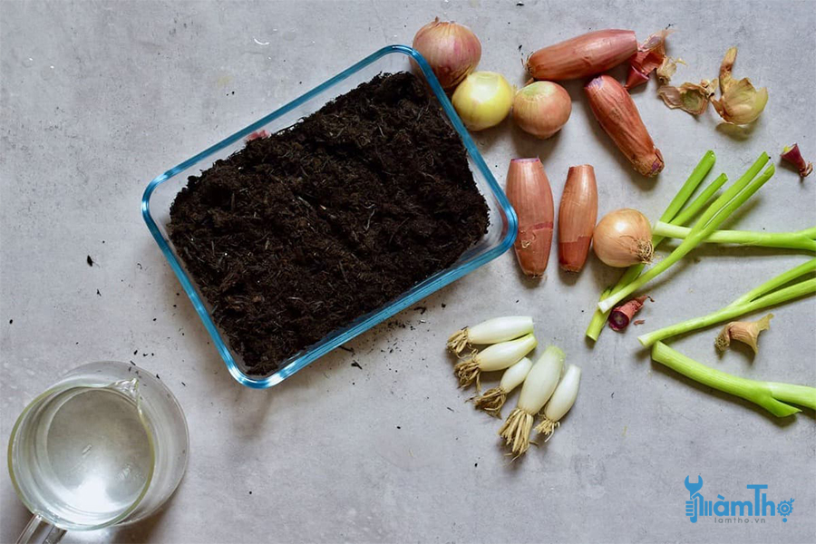 Cách trồng hành tại nhà tái sử dụng từ thức ăn thừa