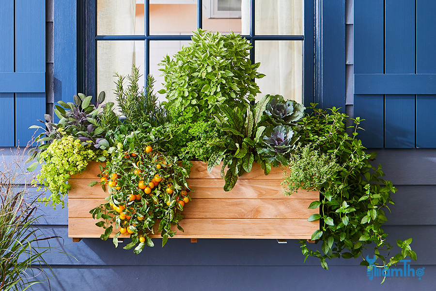 Gợi ý một số loại cây tốt nhất để trồng trong ô cửa sổ