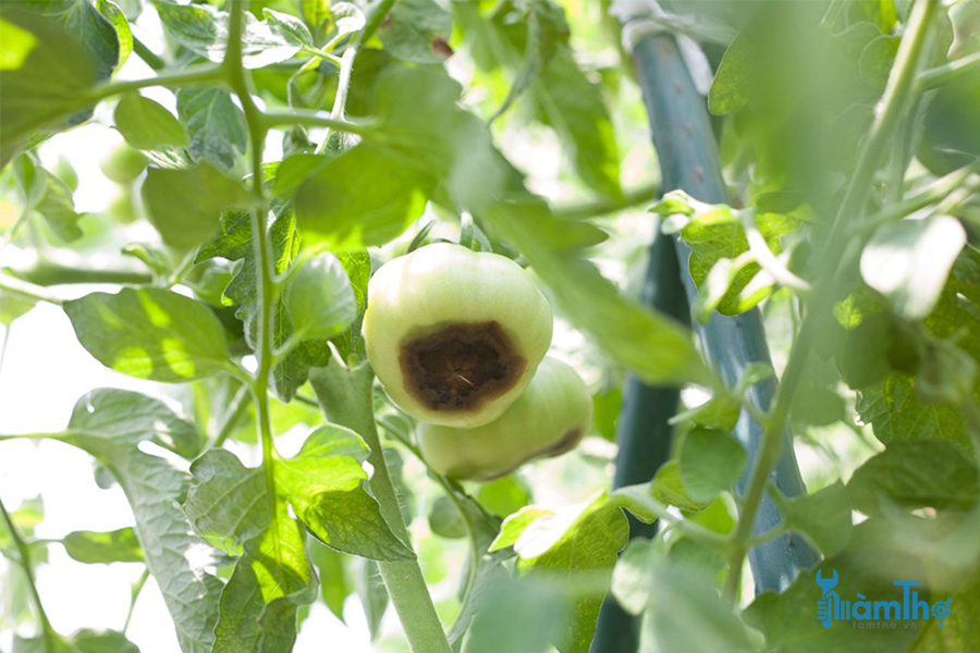 Bệnh thối đít trái cà chua là do thiếu canxi trong đất