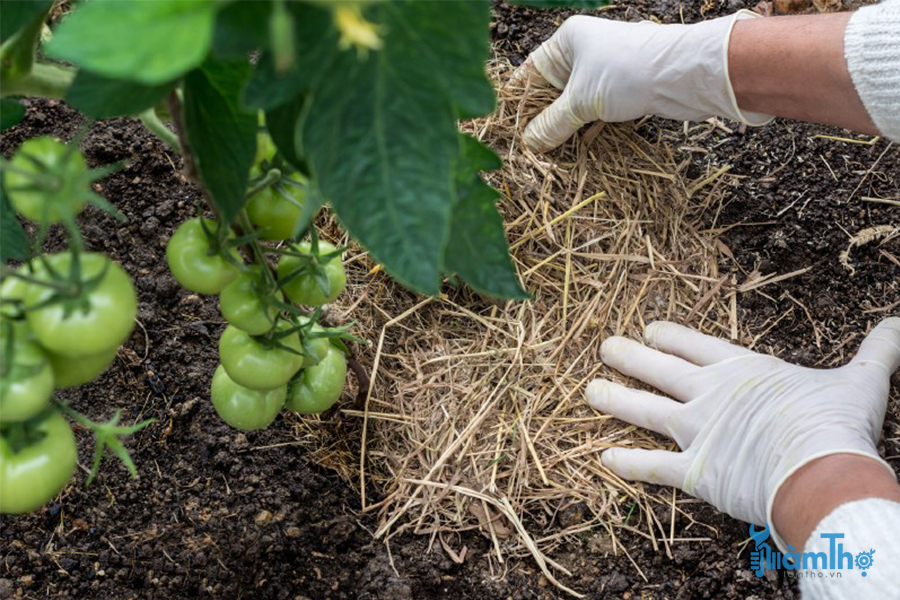 Lớp phủ đất thực vật cho cây cà chua