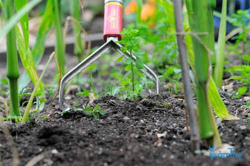 5 cách để diệt trừ cỏ dại trong vườn không cần dùng hóa chất