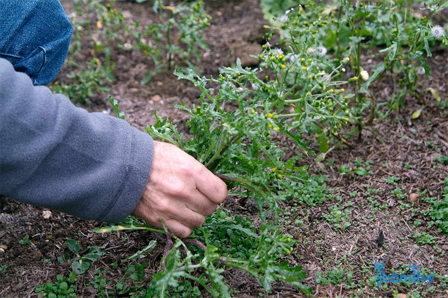5 cách để diệt trừ cỏ dại trong vườn không cần dùng hóa chất