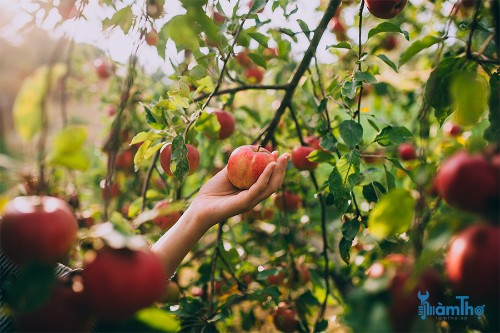 10 mẹo trồng cho một vụ thu hoạch trái cây tuyệt vời
