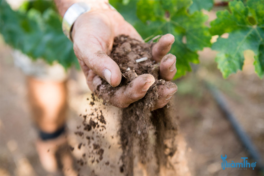 cải tạo đất với nhiều chất hữu cơ vào mùa thu trước khi trồng