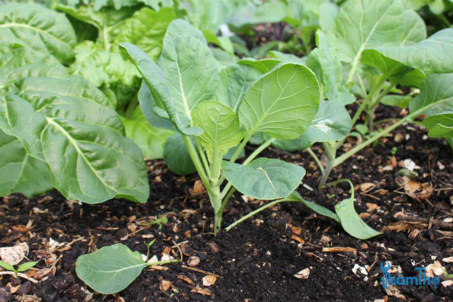 8 Lời khuyên để trồng bắp cải tí hon như một chuyên gia