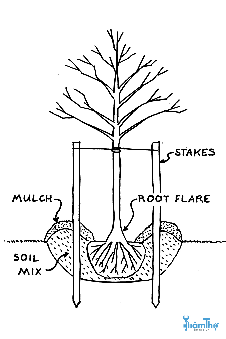 Với cây thân gỗ phần root flare nên được đặt ngang với đất