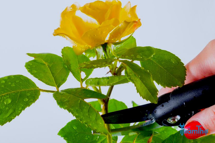 10 mẹo cắt tỉa mà những người mê làm vườn nên biết