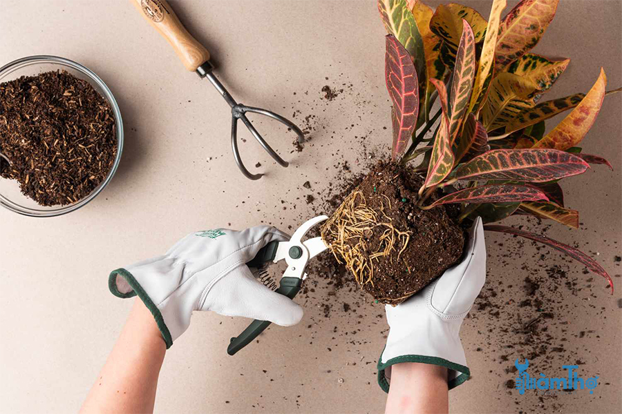10 mẹo cắt tỉa mà những ai đam mê làm vườn nên biết