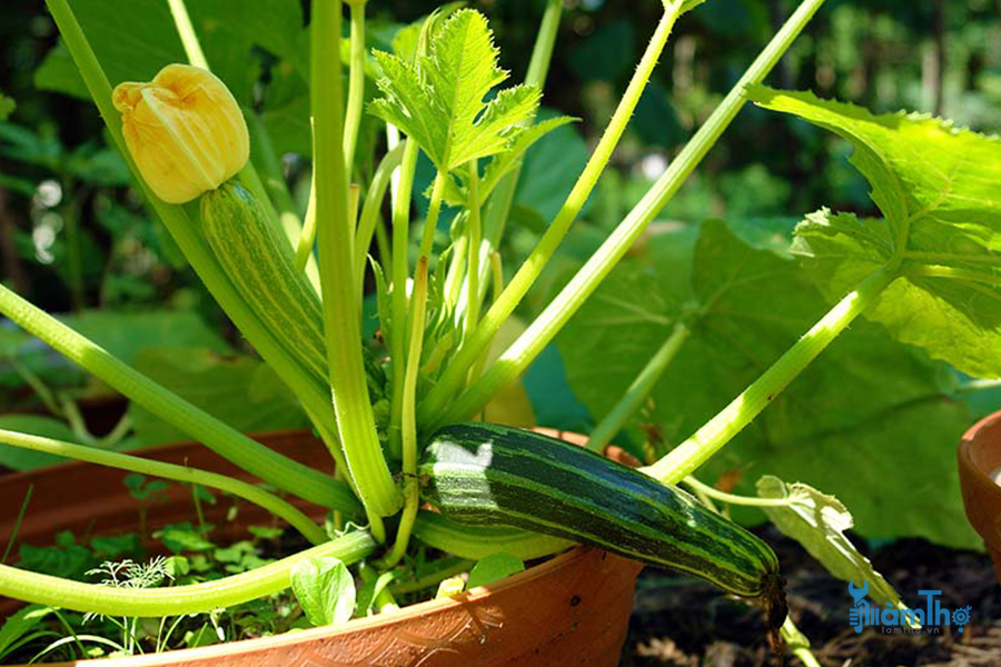 12 Loại rau bạn có thể trồng trên ban công