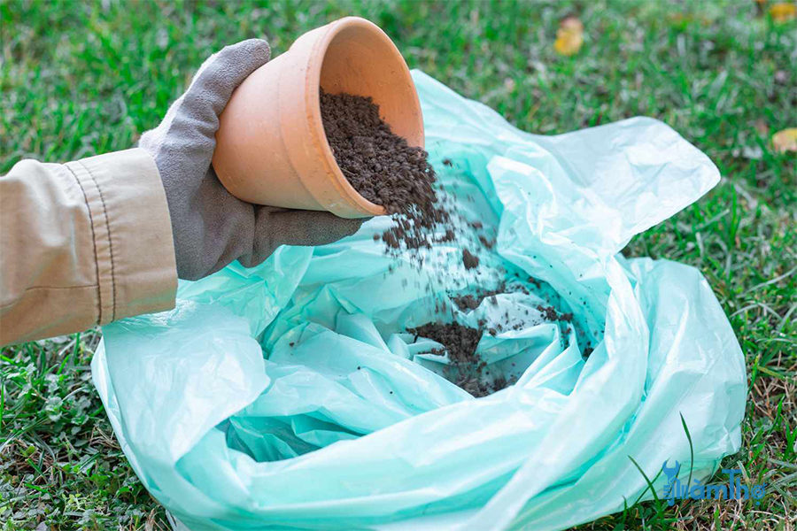 Đổ đất cũ trong chậu vào túi rác nếu đất chứa sâu bệnh hoặc vi khuẩn