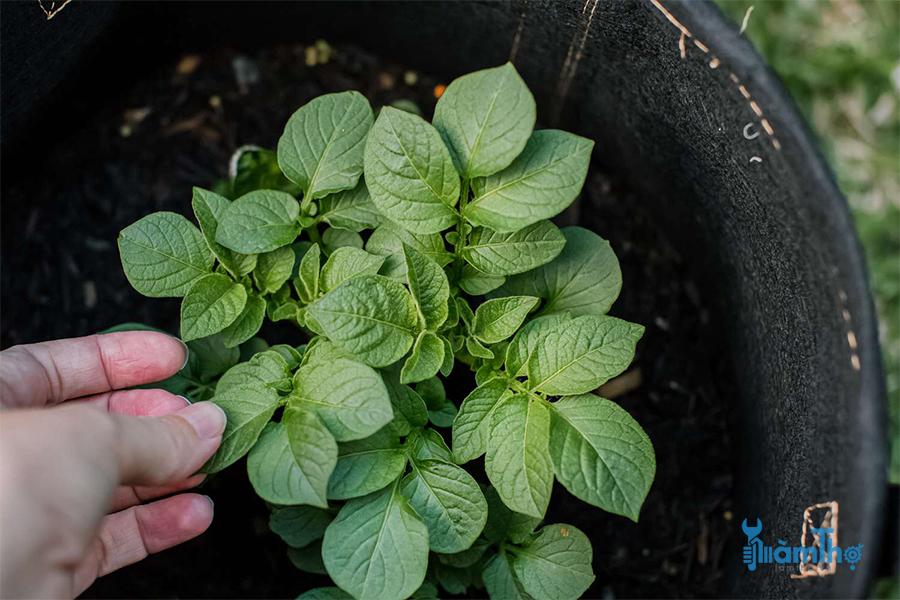 Tự thu hoạch khoai tây trong 9 bước trồng đơn giản