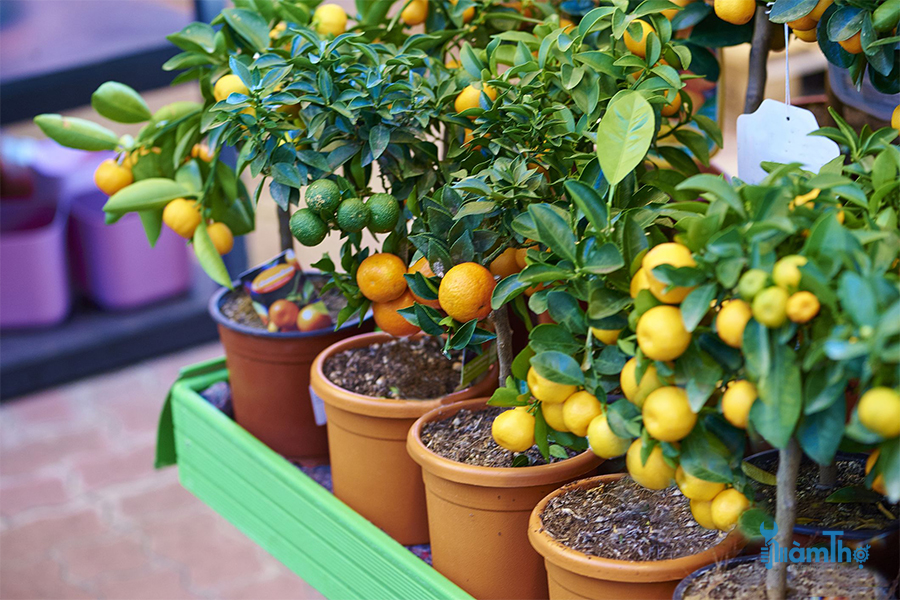 6 Mẹo trồng cây ăn quả trong chậu hoặc thùng chứa