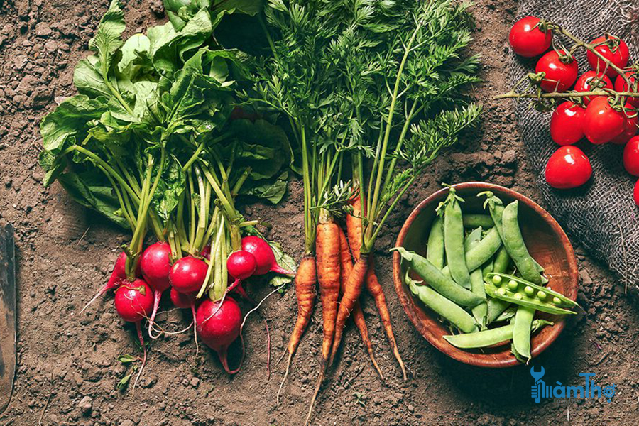 11 Nguyên tắc cần biết khi làm vườn rau