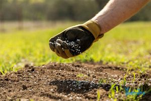 6 cách thêm nitơ vào đất bổ sung dinh dưỡng cho cây trồng