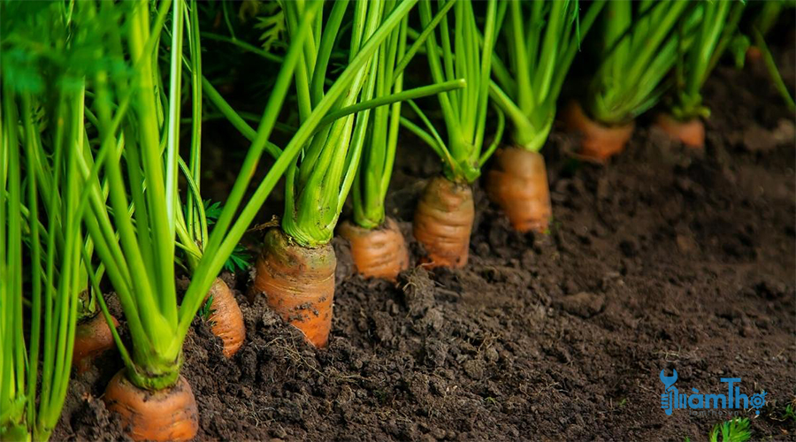 Các bước gieo hạt trồng cà rốt dễ dàng thành công
