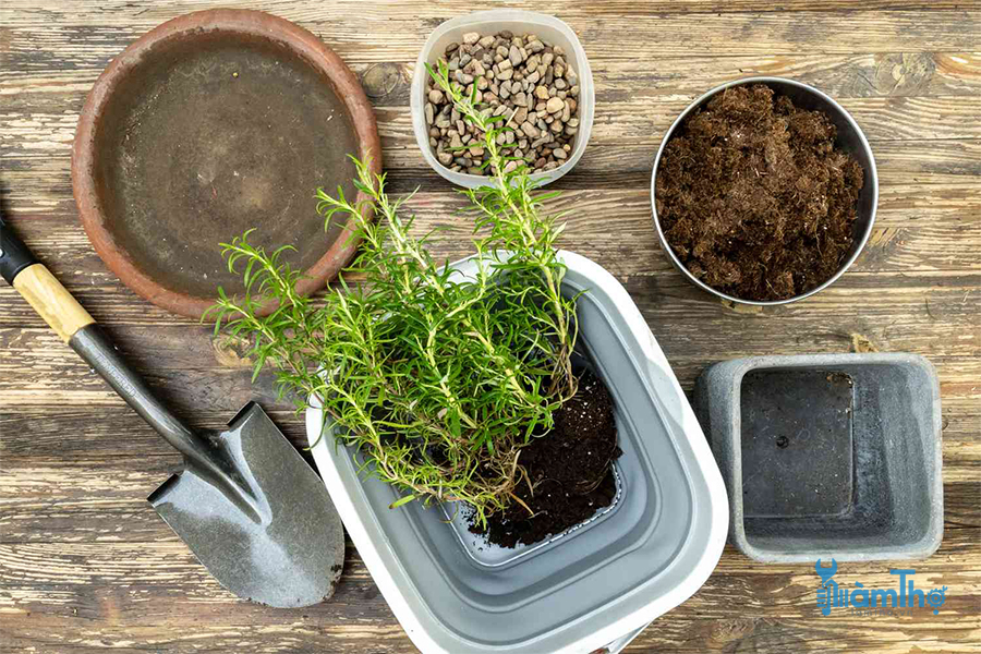 Cách cấy cây hương thảo từ vườn vào trồng chậu trong nhà