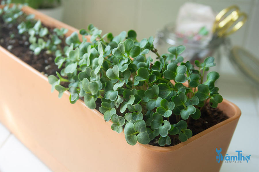 Tự trồng rau mầm Microgreen cả trong nhà và ngoài trời