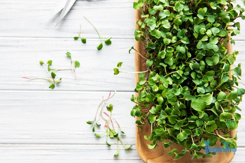 Tự trồng rau mầm Microgreen cả trong nhà và ngoài trời