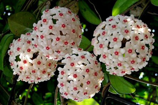 Nhân giống cây cẩm cù