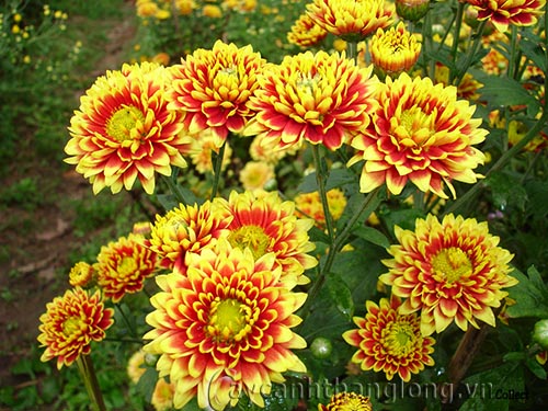 Nhân giống hoa cúc
