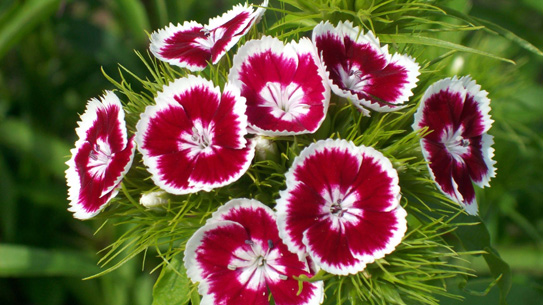 Kỹ thuật trồng và chăm sóc cây hoa cẩm chướng ở trong chậu 3