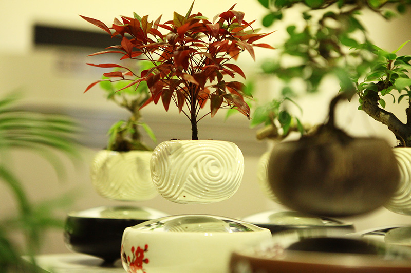 Hướng dẫn cách làm bonsai bay nghệ thuật